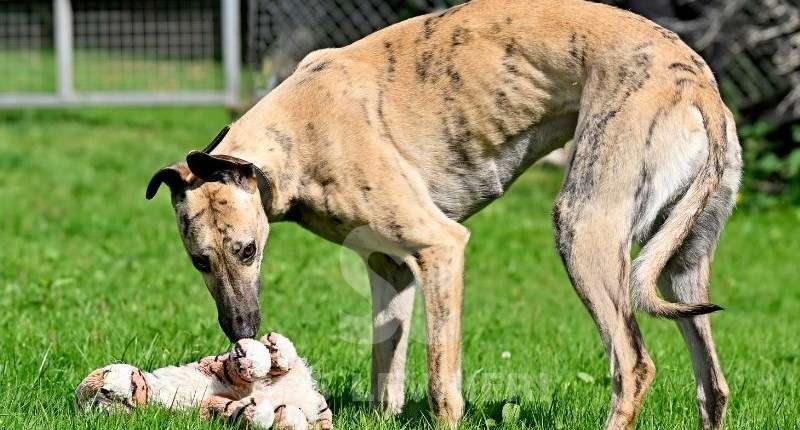 Angelica-Greyhound