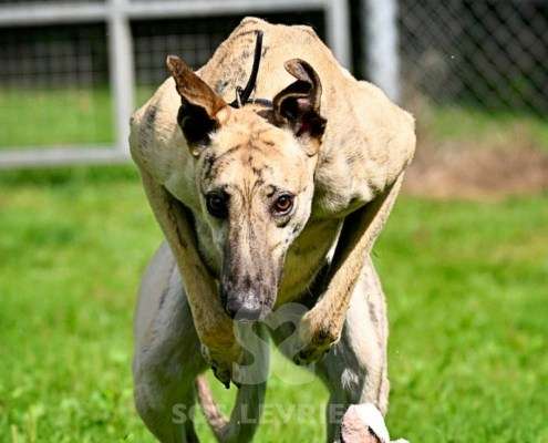 Angelica-Greyhound