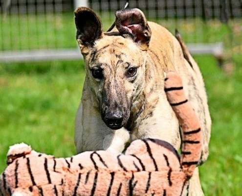 Angelica-Greyhound