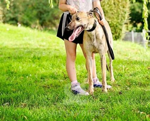 Angelica-Greyhound