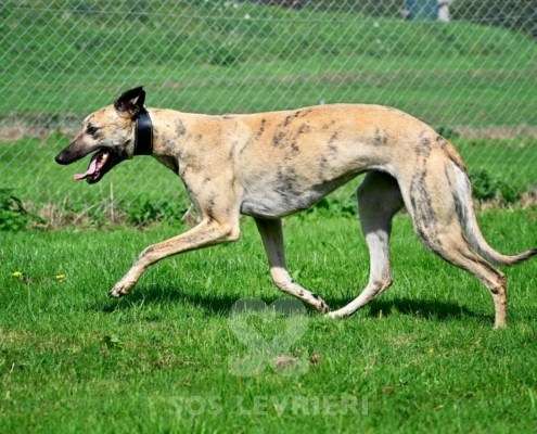 Angelica-Greyhound