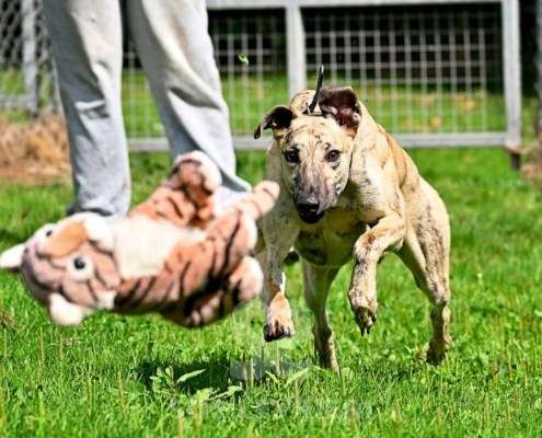 Angelica-Greyhound
