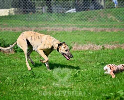 Angelica-Greyhound