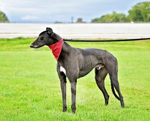 Bionic-Greyhound