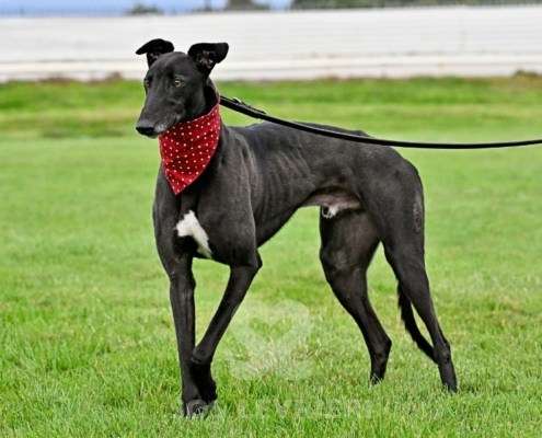 Bionic-Greyhound