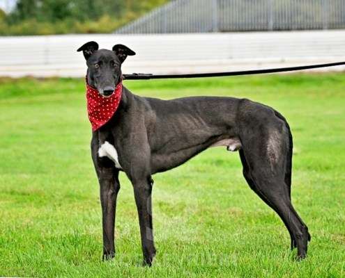 Bionic-Greyhound