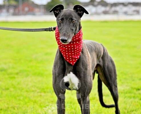 Bionic-Greyhound