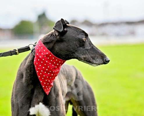 Bionic-Greyhound