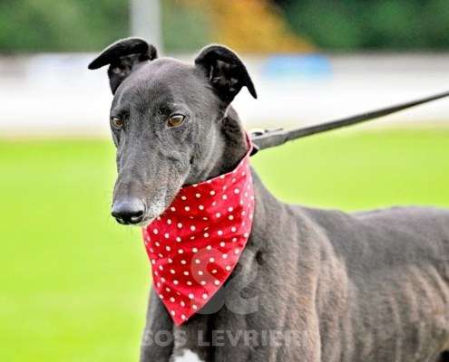 Bionic-Greyhound