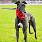 Bionic-Greyhound