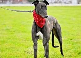 Bionic-Greyhound