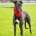 Bionic-Greyhound