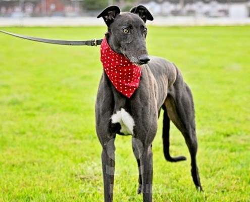 Bionic-Greyhound