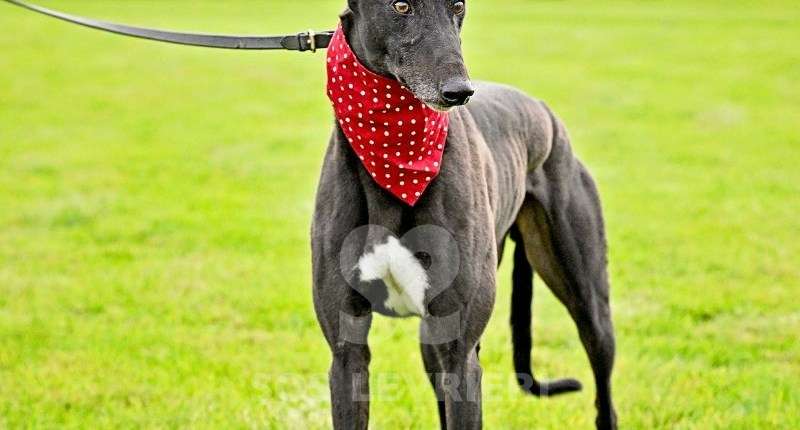 Bionic-Greyhound