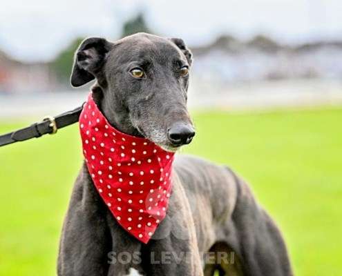 Bionic-Greyhound