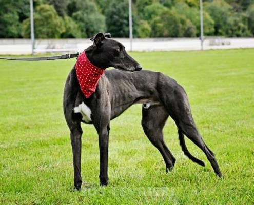 Bionic-Greyhound