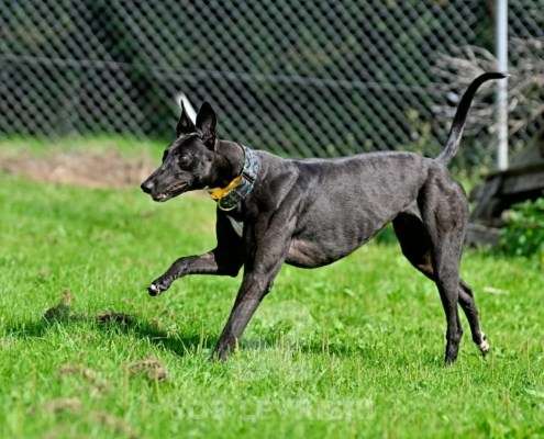 Carlotta-Greyhound