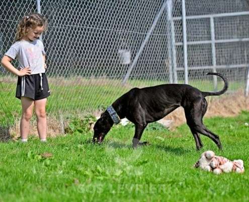 Carlotta-Greyhound