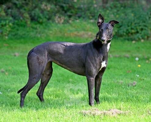 Carlotta-Greyhound