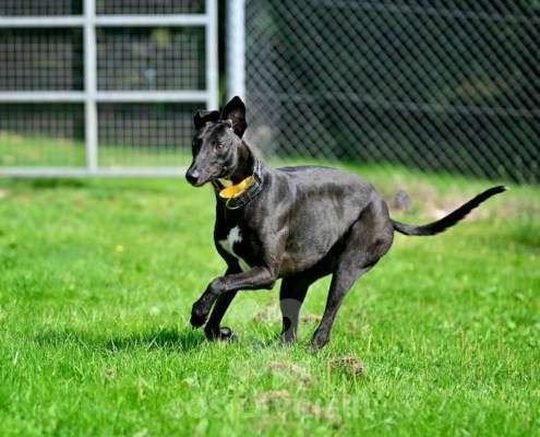 Carlotta-Greyhound