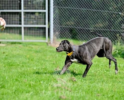 Carlotta-Greyhound