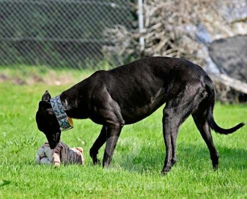 Carlotta-Greyhound