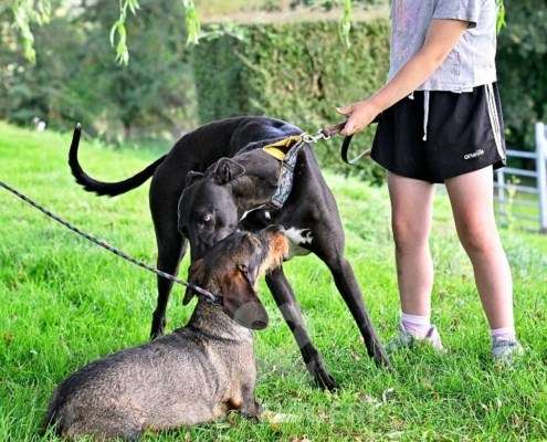 Carlotta-Greyhound