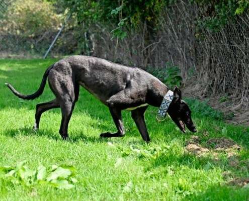Carlotta-Greyhound