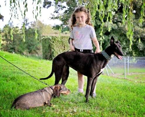 Carlotta-Greyhound
