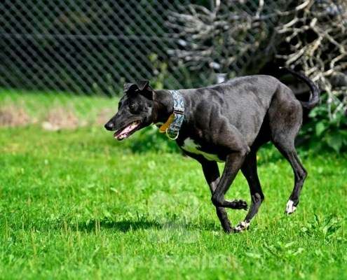 Carlotta-Greyhound