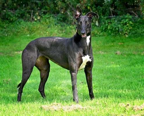 Carlotta-Greyhound