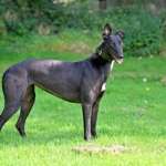 Carlotta-Greyhound