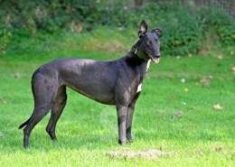 Carlotta-Greyhound