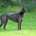 Carlotta-Greyhound
