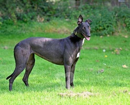 Carlotta-Greyhound