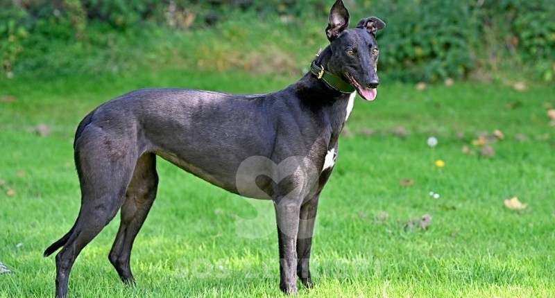 Carlotta-Greyhound