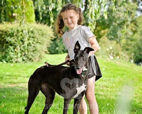 Carlotta-Greyhound