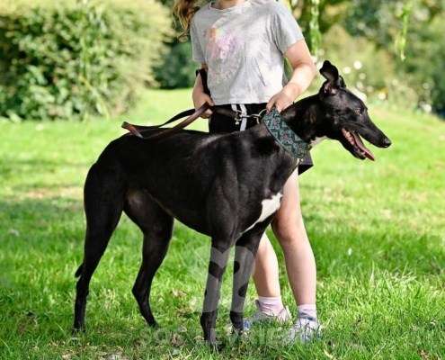 Carlotta-Greyhound