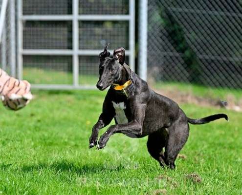 Carlotta-Greyhound