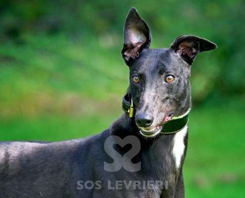 Carlotta-Greyhound