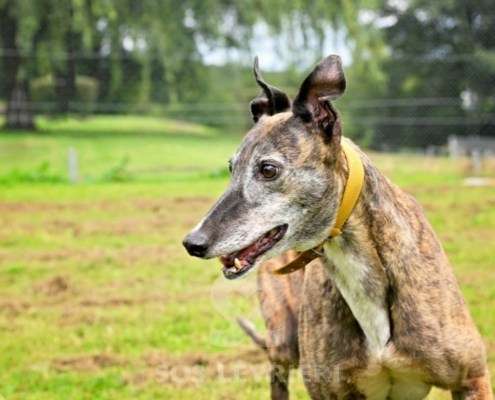 Champagne-Greyhound