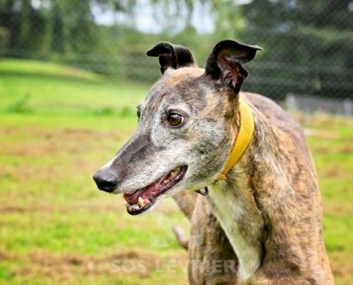 Champagne-Greyhound