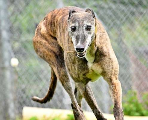 Champagne-Greyhound