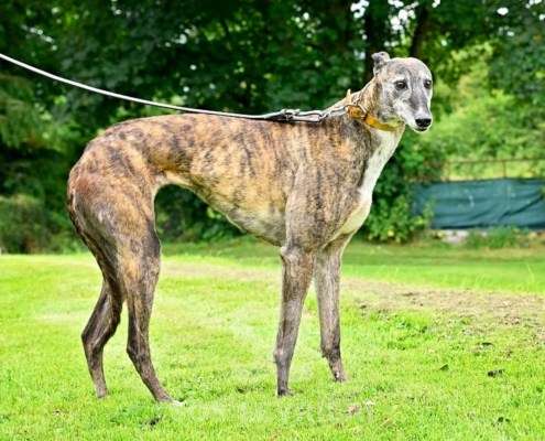 Champagne-Greyhound