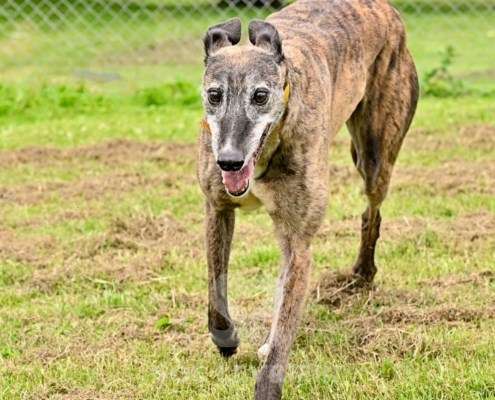 Champagne-Greyhound