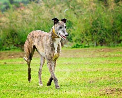 Champagne-Greyhound