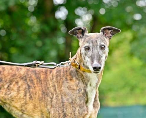 Champagne-Greyhound
