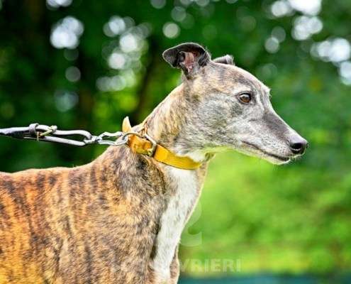 Champagne-Greyhound