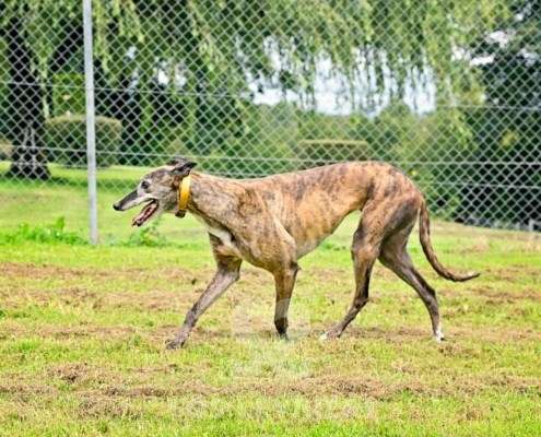 Champagne-Greyhound