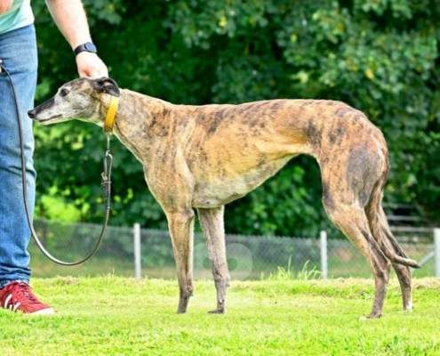 Champagne-Greyhound